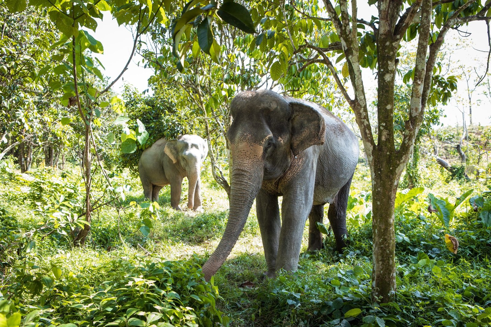 Phuket Elephant Sanctuary The Zero